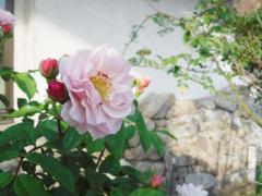 賃貸不動産居植住今治店の庭先の花