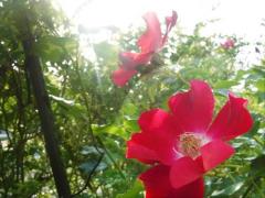 賃貸物件今治店の庭の花-2