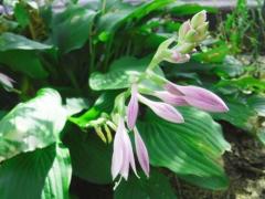 ホスタの花